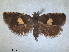  ( - RMNH.INS.1530988)  @11 [ ] by-nc-sa (2023) Unspecified Naturalis Biodiversity Centre