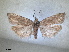  ( - RMNH.INS.1530998)  @11 [ ] by-nc-sa (2023) Unspecified Naturalis Biodiversity Centre