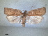  ( - RMNH.INS.1531001)  @11 [ ] by-nc-sa (2023) Unspecified Naturalis Biodiversity Centre
