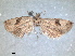  ( - RMNH.INS.1531017)  @11 [ ] by-nc-sa (2023) Unspecified Naturalis Biodiversity Centre