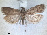  ( - RMNH.INS.1531021)  @11 [ ] by-nc-sa (2023) Unspecified Naturalis Biodiversity Centre