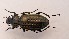  (Carabus clatratus multipunctatus - RMNH.INS.1531025)  @11 [ ] by-nc-sa (2023) Unspecified Naturalis Biodiversity Centre