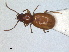  ( - RMNH.INS.1531032)  @11 [ ] by-nc-sa (2023) Unspecified Naturalis Biodiversity Centre