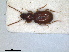  ( - RMNH.INS.1531033)  @11 [ ] by-nc-sa (2023) Unspecified Naturalis Biodiversity Centre