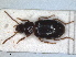  ( - RMNH.INS.1531057)  @11 [ ] by-nc-sa (2023) Unspecified Naturalis Biodiversity Centre