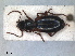  ( - RMNH.INS.1531061)  @11 [ ] by-nc-sa (2023) Unspecified Naturalis Biodiversity Centre