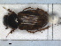  ( - RMNH.INS.1531085)  @11 [ ] by-nc-sa (2023) Unspecified Naturalis Biodiversity Centre