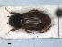  ( - RMNH.INS.1531086)  @11 [ ] by-nc-sa (2023) Unspecified Naturalis Biodiversity Centre