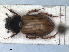  ( - RMNH.INS.1531087)  @11 [ ] by-nc-sa (2023) Unspecified Naturalis Biodiversity Centre