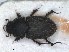  ( - RMNH.INS.1531088)  @11 [ ] by-nc-sa (2023) Unspecified Naturalis Biodiversity Centre