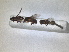  ( - RMNH.INS.1531140)  @11 [ ] by-nc-sa (2023) Unspecified Naturalis Biodiversity Centre