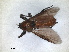  ( - RMNH.INS.1531153)  @11 [ ] by-nc-sa (2023) Unspecified Naturalis Biodiversity Centre