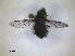  ( - RMNH.INS.1531154)  @11 [ ] by-nc-sa (2023) Unspecified Naturalis Biodiversity Centre