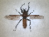  ( - RMNH.INS.1531161)  @11 [ ] by-nc-sa (2023) Unspecified Naturalis Biodiversity Centre