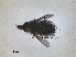  ( - RMNH.INS.1531162)  @11 [ ] by-nc-sa (2023) Unspecified Naturalis Biodiversity Centre