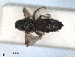 (Dilophus humeralis - RMNH.INS.1531169)  @11 [ ] by-nc-sa (2023) Unspecified Naturalis Biodiversity Centre