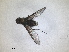  ( - RMNH.INS.1531193)  @11 [ ] by-nc-sa (2023) Unspecified Naturalis Biodiversity Centre