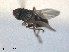  ( - RMNH.INS.1531195)  @11 [ ] by-nc-sa (2023) Unspecified Naturalis Biodiversity Centre