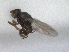  (Aphanotrigonum meijeri - RMNH.INS.1531203)  @11 [ ] by-nc-sa (2023) Unspecified Naturalis Biodiversity Centre