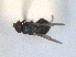  ( - RMNH.INS.1531211)  @11 [ ] by-nc-sa (2023) Unspecified Naturalis Biodiversity Centre