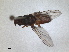  (Eurina - RMNH.INS.1531214)  @11 [ ] by-nc-sa (2023) Unspecified Naturalis Biodiversity Centre