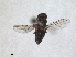  ( - RMNH.INS.1531224)  @11 [ ] by-nc-sa (2023) Unspecified Naturalis Biodiversity Centre