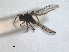  ( - RMNH.INS.1531249)  @11 [ ] by-nc-sa (2023) Unspecified Naturalis Biodiversity Centre