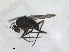  (Campsicnemus magius - RMNH.INS.1531250)  @11 [ ] by-nc-sa (2023) Unspecified Naturalis Biodiversity Centre