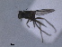  (Chrysotus palustris - RMNH.INS.1531253)  @11 [ ] by-nc-sa (2023) Unspecified Naturalis Biodiversity Centre