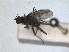  ( - RMNH.INS.1531261)  @11 [ ] by-nc-sa (2023) Unspecified Naturalis Biodiversity Centre
