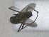  ( - RMNH.INS.1531262)  @11 [ ] by-nc-sa (2023) Unspecified Naturalis Biodiversity Centre