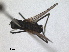  (Hydrophorus oceanus - RMNH.INS.1531263)  @11 [ ] by-nc-sa (2023) Unspecified Naturalis Biodiversity Centre