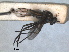  ( - RMNH.INS.1531266)  @11 [ ] by-nc-sa (2023) Unspecified Naturalis Biodiversity Centre