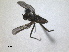  ( - RMNH.INS.1531267)  @11 [ ] by-nc-sa (2023) Unspecified Naturalis Biodiversity Centre