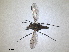  (Orthoceratium - RMNH.INS.1531277)  @11 [ ] by-nc-sa (2023) Unspecified Naturalis Biodiversity Centre