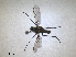 ( - RMNH.INS.1531279)  @11 [ ] by-nc-sa (2023) Unspecified Naturalis Biodiversity Centre