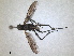  ( - RMNH.INS.1531286)  @11 [ ] by-nc-sa (2023) Unspecified Naturalis Biodiversity Centre