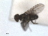  (Thinophilus versutus - RMNH.INS.1531289)  @11 [ ] by-nc-sa (2023) Unspecified Naturalis Biodiversity Centre
