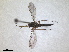  ( - RMNH.INS.1531300)  @11 [ ] by-nc-sa (2023) Unspecified Naturalis Biodiversity Centre