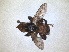 (Myopa picta - RMNH.INS.1531307)  @11 [ ] by-nc-sa (2023) Unspecified Naturalis Biodiversity Centre