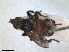  ( - RMNH.INS.1531308)  @11 [ ] by-nc-sa (2023) Unspecified Naturalis Biodiversity Centre