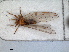  (Bactericera maura - RMNH.INS.1531417)  @11 [ ] by-nc-sa (2023) Unspecified Naturalis Biodiversity Centre