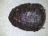  (Polyphaga aegyptiaca - RMNH.INS.1531430)  @11 [ ] by-nc-sa (2023) Unspecified Naturalis Biodiversity Centre