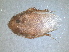  (Heterogamodes ursina - RMNH.INS.1531446)  @11 [ ] by-nc-sa (2023) Unspecified Naturalis Biodiversity Centre