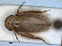  ( - RMNH.INS.1531449)  @11 [ ] by-nc-sa (2023) Unspecified Naturalis Biodiversity Centre