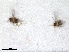  (Aphelinus tricolor - RMNH.INS.1531505)  @11 [ ] by-nc-sa (2024) Unspecified Naturalis Biodiversity Centre