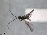  ( - RMNH.INS.1531527)  @11 [ ] by-nc-sa (2024) Unspecified Naturalis Biodiversity Centre