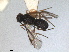  ( - RMNH.INS.1531538)  @11 [ ] by-nc-sa (2024) Unspecified Naturalis Biodiversity Centre
