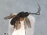  ( - RMNH.INS.1531539)  @11 [ ] by-nc-sa (2024) Unspecified Naturalis Biodiversity Centre