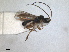  (Ascogaster consobrina - RMNH.INS.1531542)  @11 [ ] by-nc-sa (2024) Unspecified Naturalis Biodiversity Centre